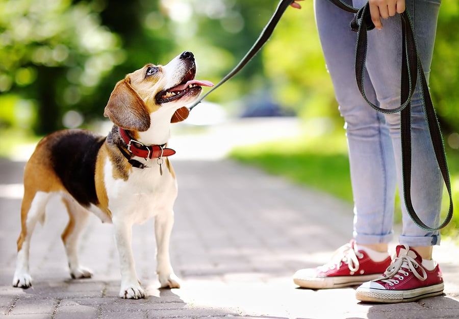  Pet-Friendly Places to Visit In Southwest Florida